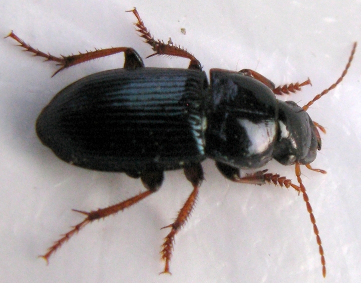 Carabide: Harpalus rubripes